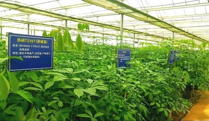 強化為國種膠使命擔當，以新技術推廣服務賦能天然橡膠產業優化升級